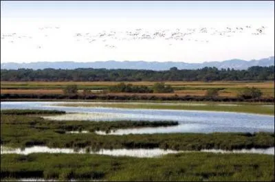 Les Marais du Vigueirat constituent un site majeur pour la conservation des oiseaux d'eau en Europe. Ont t observes sur le domaine :
