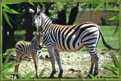 Le Zoo de la Barben accueille :