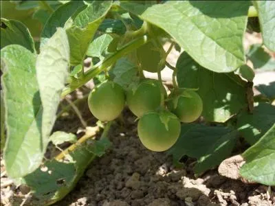 Voici une photo prise  l'Epicurium ; Savez-vous ce que c'est ?