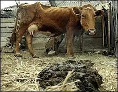 (image au premier plan) : Bar ...