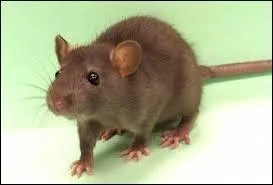 Le mot commence par : Bar ...