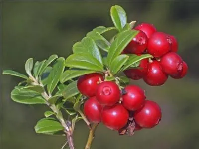 Quelle est cette baie ou drupe ?