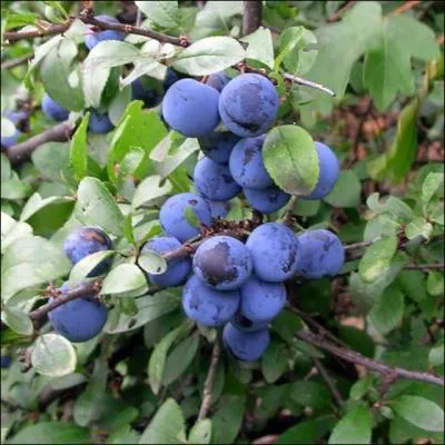 Quelle est cette baie ou drupe ?