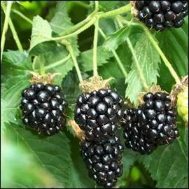 Quelle est cette baie ou drupe ?