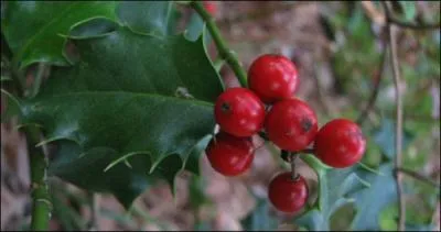 Quelle est cette baie ou drupe ?