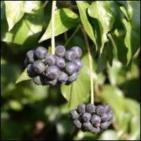 Quelle est cette baie ou drupe ?