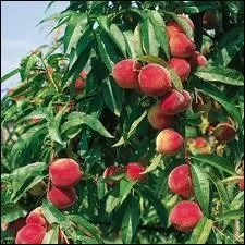 Le mot commence par : En ...