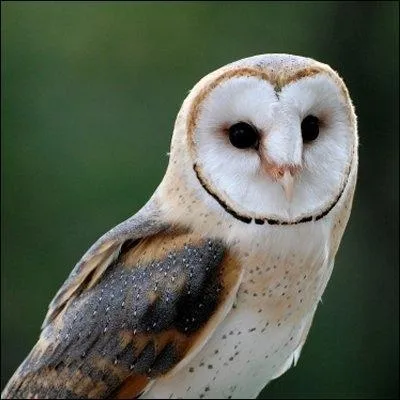 Quelle est cette chouette ?