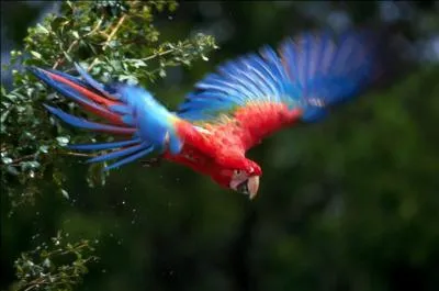 Lequel de ces perroquets correspond  l'image ?