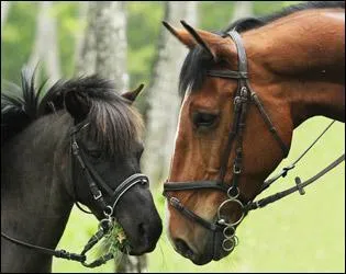 Quel est l'animal le plus proche du cheval ?