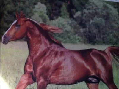 J'ai une robe brune et les crins bruns. Comment suis-je ?