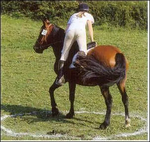 De quel ct du cheval faut-il monter ?