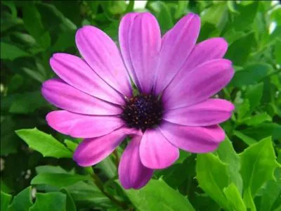 Terminez cette citation : Des fleurs offertes avec amour valent mieux ...