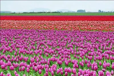 De qui est cette citation : Elle avoit entre ses deux ttons un beau bouquet de tulipes ?