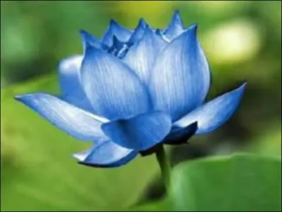 Quel hros de fiction pouvez-vous associer  cette fleur ?