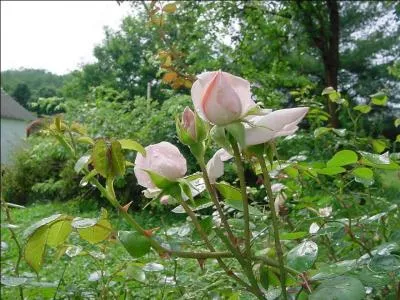 Dans quel pays situez-vous  La guerre des deux-Roses  ?