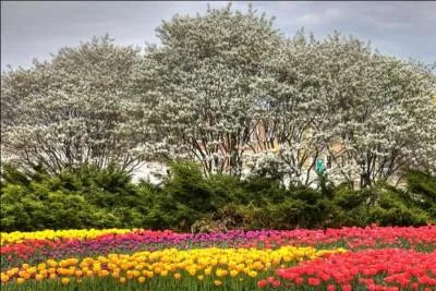Ecrit par Anne Fine, ce roman nous conte l'histoire de Nathalie, qui vient d'arriver dans sa nouvelle cole, et qui fait la connaissance d'une lve rejete par tous !