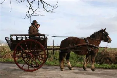 Comment s'appelle les chevaux qui tirent des charettes ?
