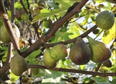 Quel ge avait le figuier de Roscoff dans le Finistre, considr comme le plus vieux de France ?