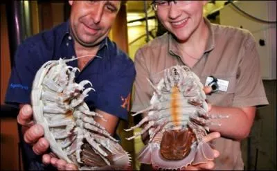 Quel est le nom de cet trange animal ?