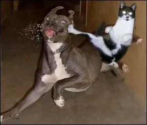 Ils se dfendent bien ! Pour se dfendre des intrus, il y a le systme immunitaire compos entre autres, de lymphocytes, lymphocyte T et :