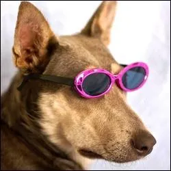 Les acteurs peuvent aussi tre des chiens ! C'est une srie  budget limit ou  qualit moyenne :