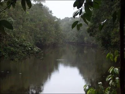 Sachant que vous tes dans la fort amazonienne de Guyane, quel oiseau pouvez-vous voir passer ?