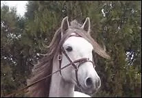 Quelle race de chevaux est ne au Portugal ?