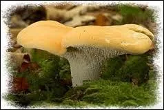 Petite rvision sur les champignons : Que trouve-t-on sous le chapeau du pied de mouton ?