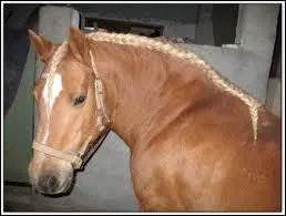 Est-ce qu'il faut coiffer les chevaux pour un concours ?