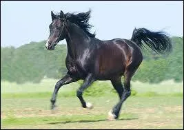 Combien y a-t-il de galop en tout ?