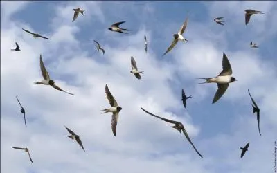  Les aigles sont dans les airs /Les colombes vont Sur le mont / Colibri, Chardonneret, hochequeue, Tout l'essaim que l'air ravit / Le flamboiement de l'Etna Rayonna Sur l'aile de l'oiseau-mouche. Hirondelle, fais ton nid . Qui est l'auteur du pome  Chanson des Oiseaux  ?