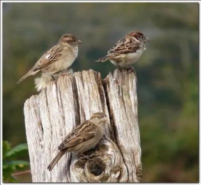  En pleine rgion bourguignonne, Vivait une famille dont Toutes les filles taient vigneronnes Et tous les garons vignerons Comme leur nom c'tait ------ Les gens chantaient dans le hameau 