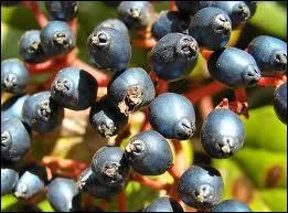 Quelle est cette baie ?