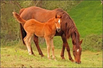 Quelle est la discipline o le cavalier n'est pas sur son cheval ?