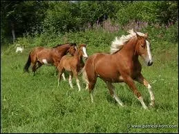 Combien un cheval a-t-il d'allures ?