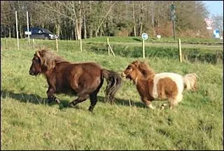 Qu'est-ce qu'un cheval pie ?