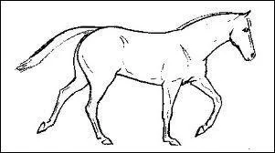Comment s'appelle un cheval qui dissocie le poser du bipde diagonal au galop * ?