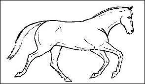 Comment s'appelle un cheval qui galope des antrieurs mais trotte des postrieurs et vice versa * ?