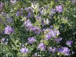 Quelle est cette plante * ?