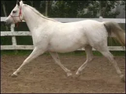 Le bipde diagonal droit c'est * :