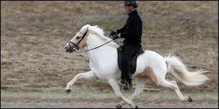 L'amble est une allure ** :