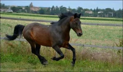 Quelle est la race de ce cheval ?