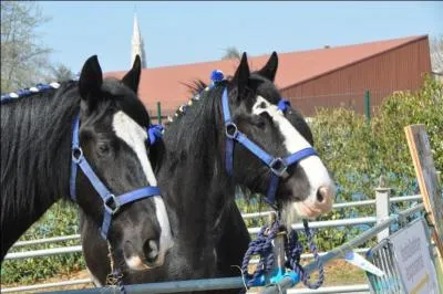 Quelle est la race de ce cheval ?