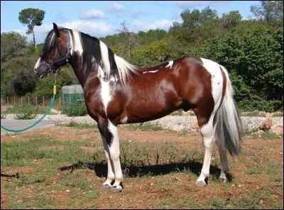 Quelle est la race de ce cheval ?