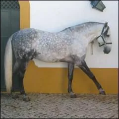 Quelle est la race de ce cheval ?