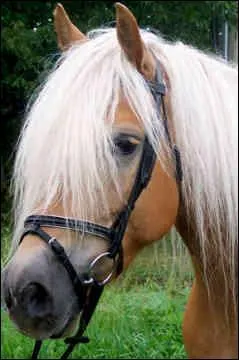 Quelle est la race de ce cheval ?