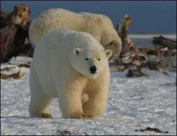 O a-t-il rencontr ces ours polaires ?