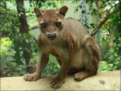 Quel est cet animal que Steve a rencontr  Madagascar ?