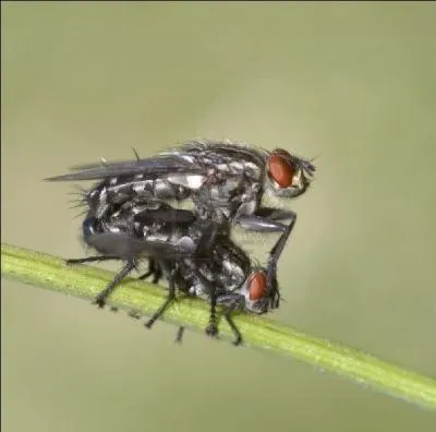L'idiot de la famille est all voir la putain respectueuse et c'est  huis-clos qu'il lui a fait got aux dlices crs par le diable et le bon Dieu :